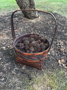 150+ Brown 2lb Sweet Gum Balls Fallen From tree Witches Burrs Crafts Aquarium